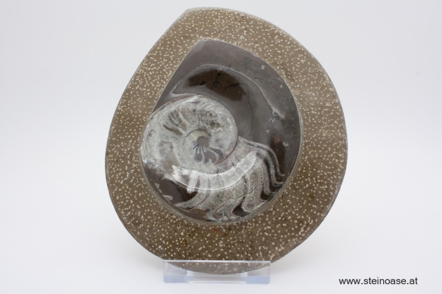 Ammonite